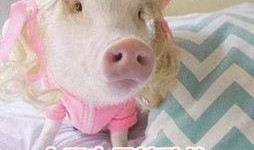 娱乐吃瓜酱猪猪,揭秘娱乐圈那些不为人知的幕后故事